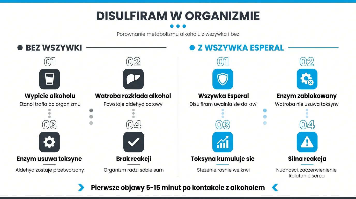 Mechanizm działania Disulfiramu w wszywce alkoholowej Esperal - porównanie metabolizmu alkoholu bez wszywki (etanol, dehydrogenaza aldehydowa, kwas octowy, brak objawów) z metabolizmem przy aktywnym implancie, gdzie Disulfiram blokuje enzym ALDH, aldehyd octowy kumuluje się we krwi i wywołuje reakcję awersyjną (nudności, kołatanie serca, ból głowy) w 5-15 minut od spożycia alkoholu - infografika dla pacjentów Nasz Gabinet Kielce