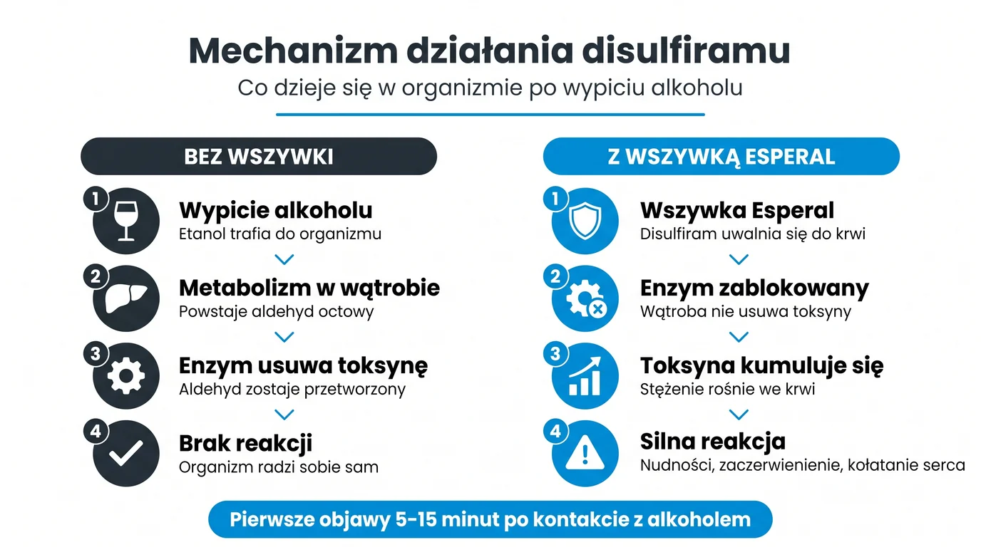 Mechanizm działania Disulfiramu w wszywce alkoholowej Esperal - porównanie metabolizmu alkoholu bez wszywki (etanol, dehydrogenaza aldehydowa, kwas octowy, brak objawów) z metabolizmem przy aktywnym implancie, gdzie Disulfiram blokuje enzym ALDH, aldehyd octowy kumuluje się we krwi i wywołuje reakcję awersyjną (nudności, kołatanie serca, ból głowy) w 5-15 minut od spożycia alkoholu - infografika dla pacjentów Nasz Gabinet Słupsk